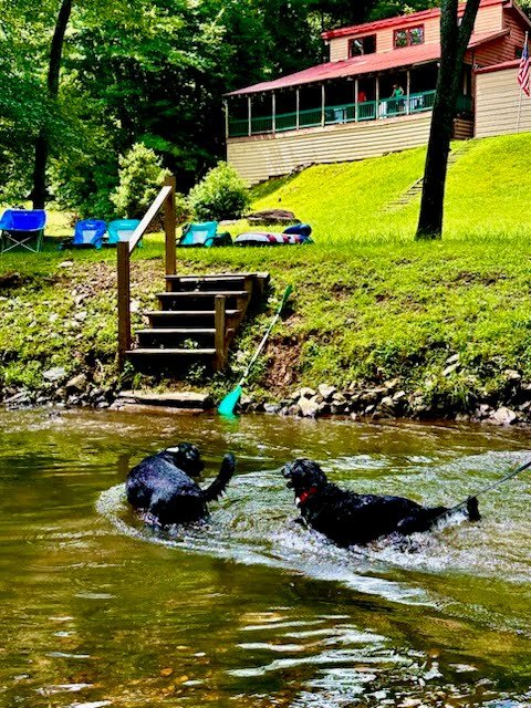 Dogs in the Toccoa River