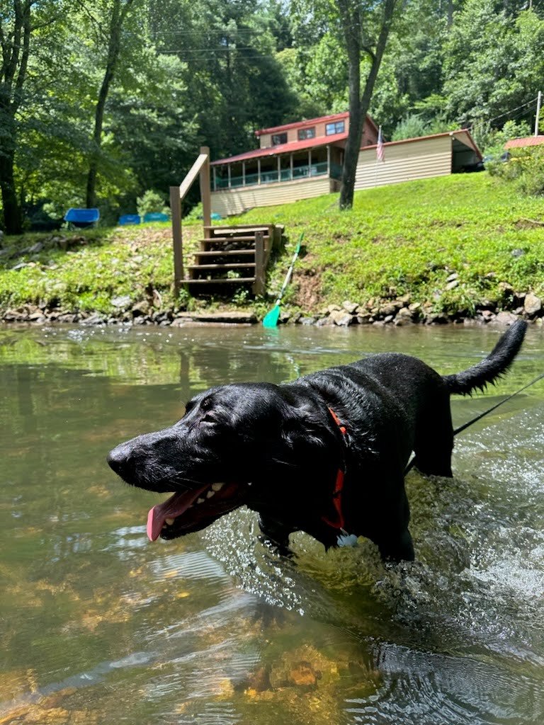 Dog playing in the Toccoa River at Toccoa Currents cabins