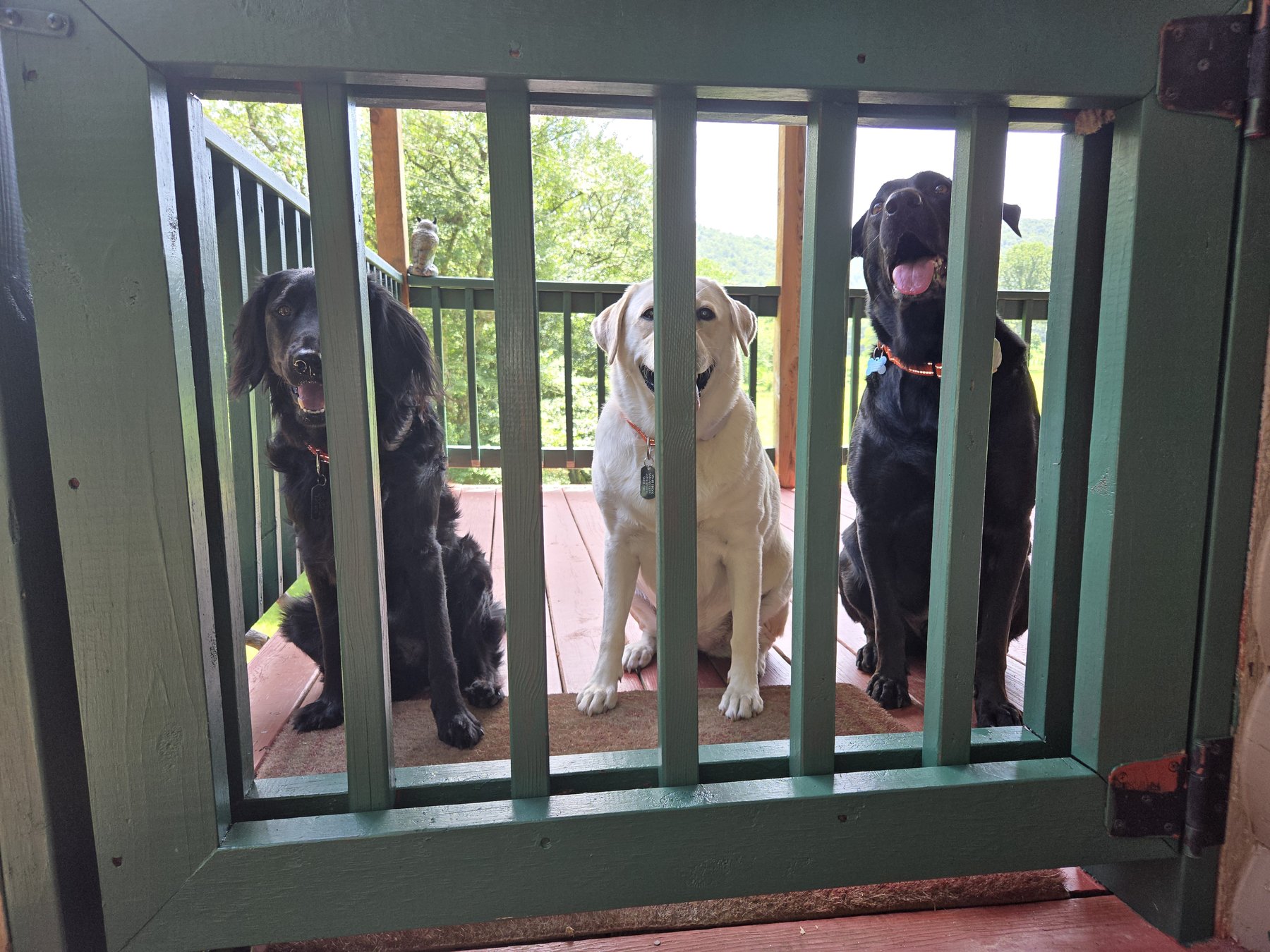 Three dogs on the gated deck at Headwaters cabin in Suches GA