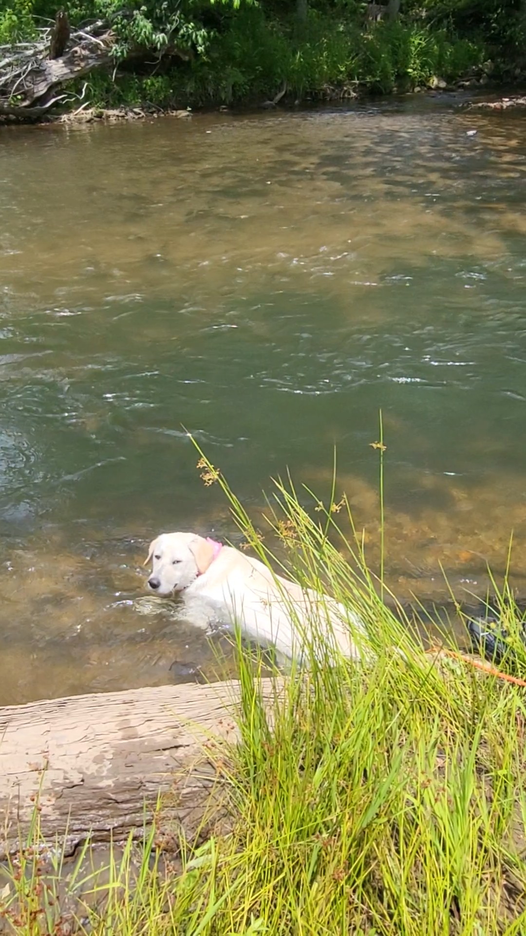 Dogs splashing in the Toccoa River