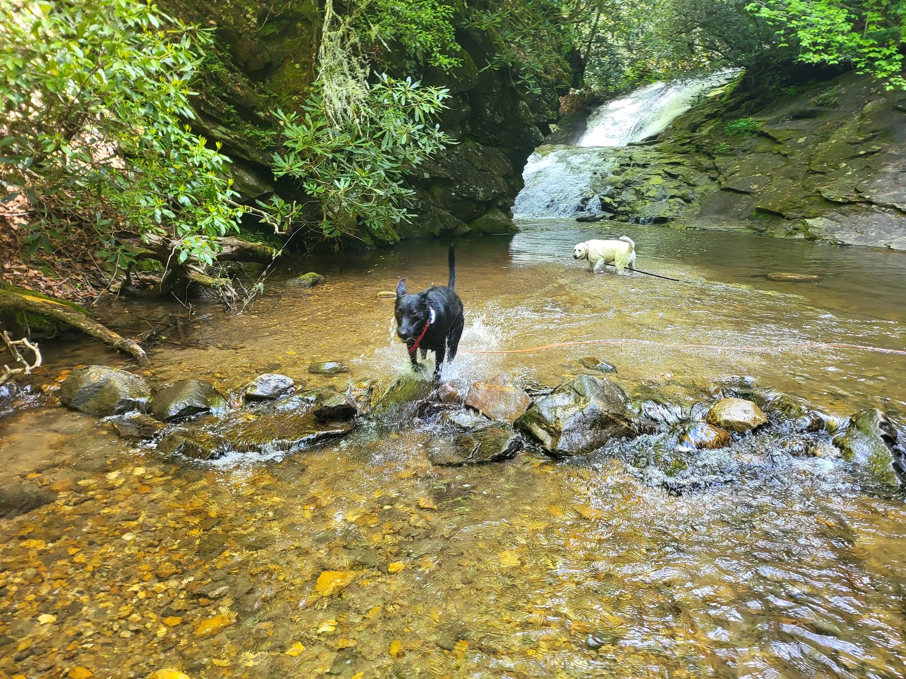 Dogs at Sea Creek Falls