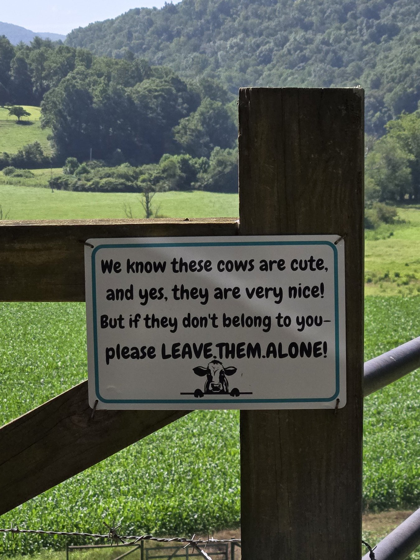 Neighbor sign about cows in Suches GA
