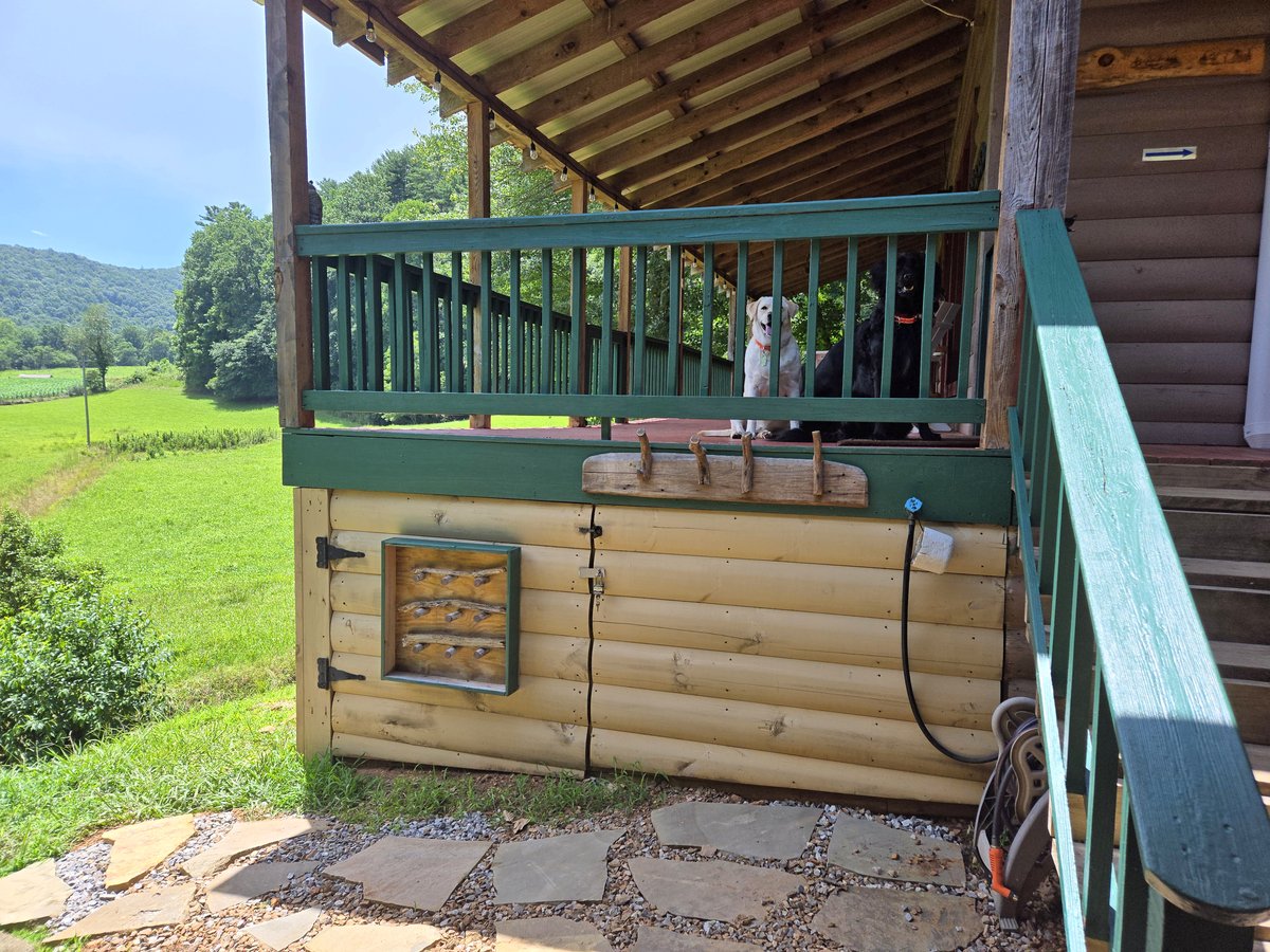 Dog peeking over the railing at the Headwaters dog washing station in Suches GA
