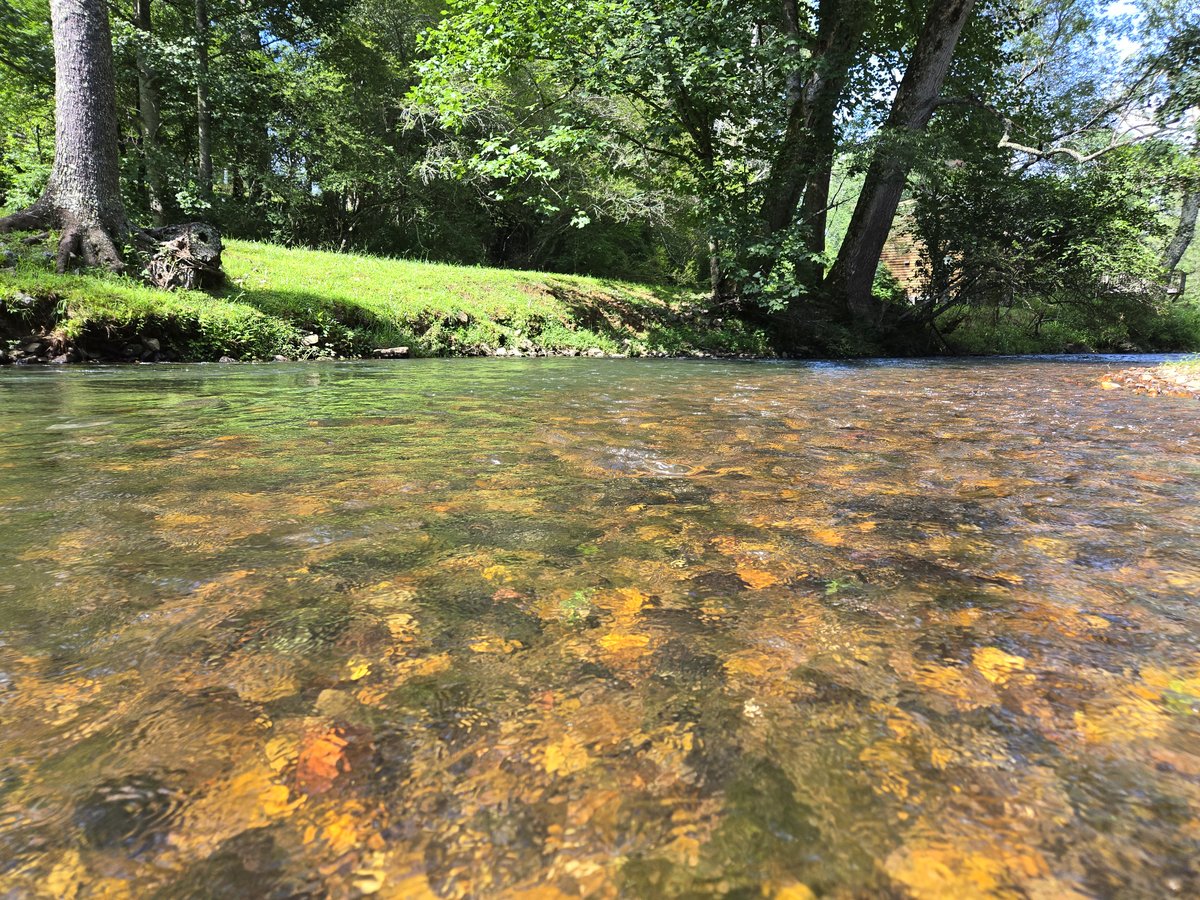 Toccoa River bank and grass in North Georgia