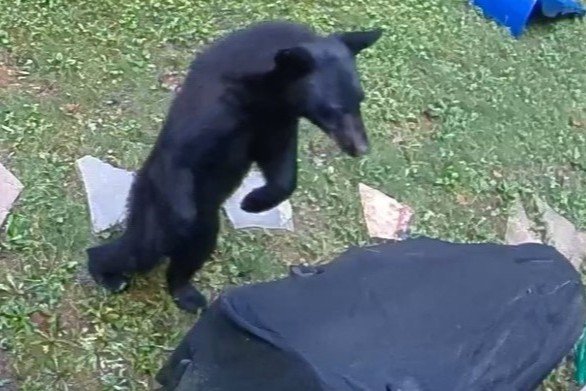 Black bear in the yard at Fish Head Lodge